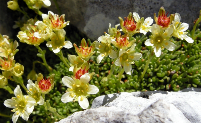 Saxifraga exarata subsp. ampullacea /  Sassifraga del Gran Sasso